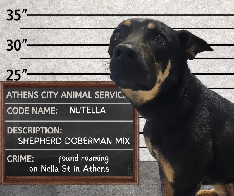 An adult medium-sized female Shepherd dog named Nutella  Stray Hold for adoption in Athens, AL