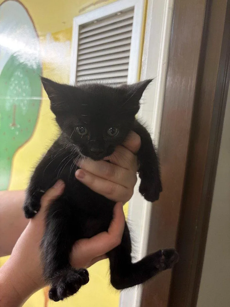 A baby small-sized male Black Domestic Short Hair cat named Todd for adoption in Lovingston, VA