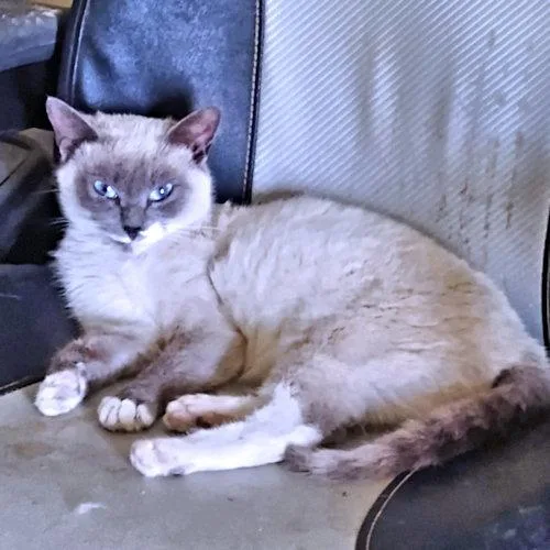 A baby medium-sized female Siamese cat named London for adoption in Rutherfordton, NC