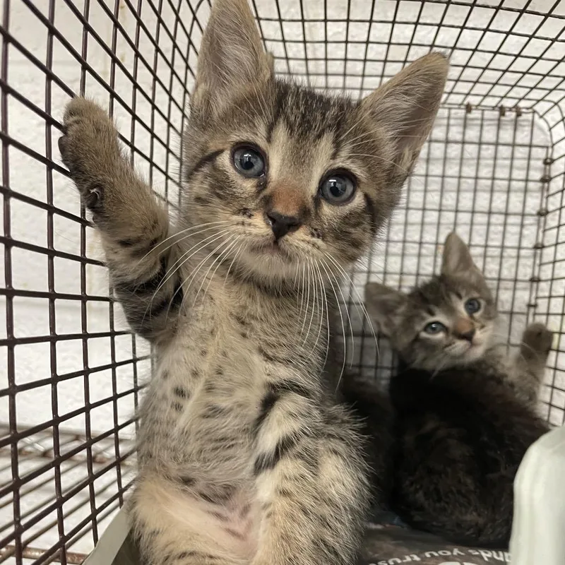 A baby small-sized male Brown / Chocolate Domestic Short Hair cat named Paul for adoption in Edinburg, TX