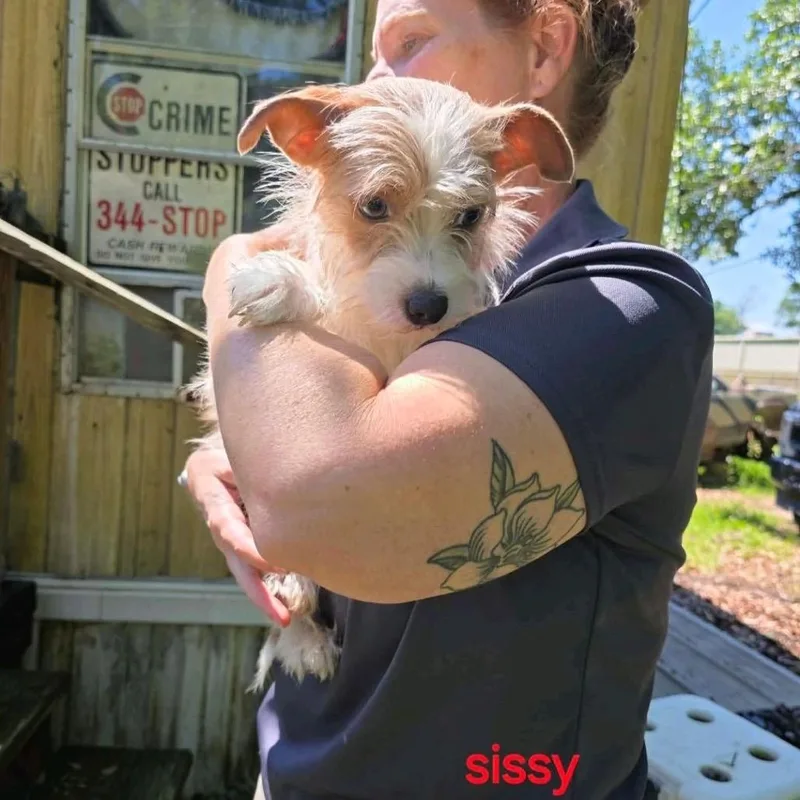 An adult small-sized female Red / Chestnut / Orange Chihuahua dog named Sissy for adoption in Baton Rouge, LA