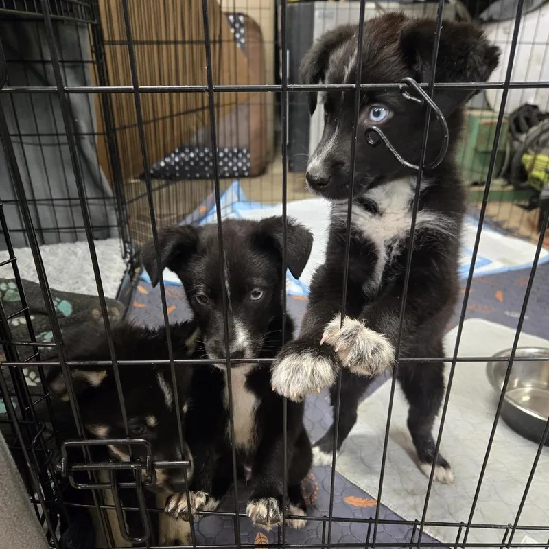 A baby small-sized female Black Mixed Breed dog named Nebby for adoption in Buffalo, MN