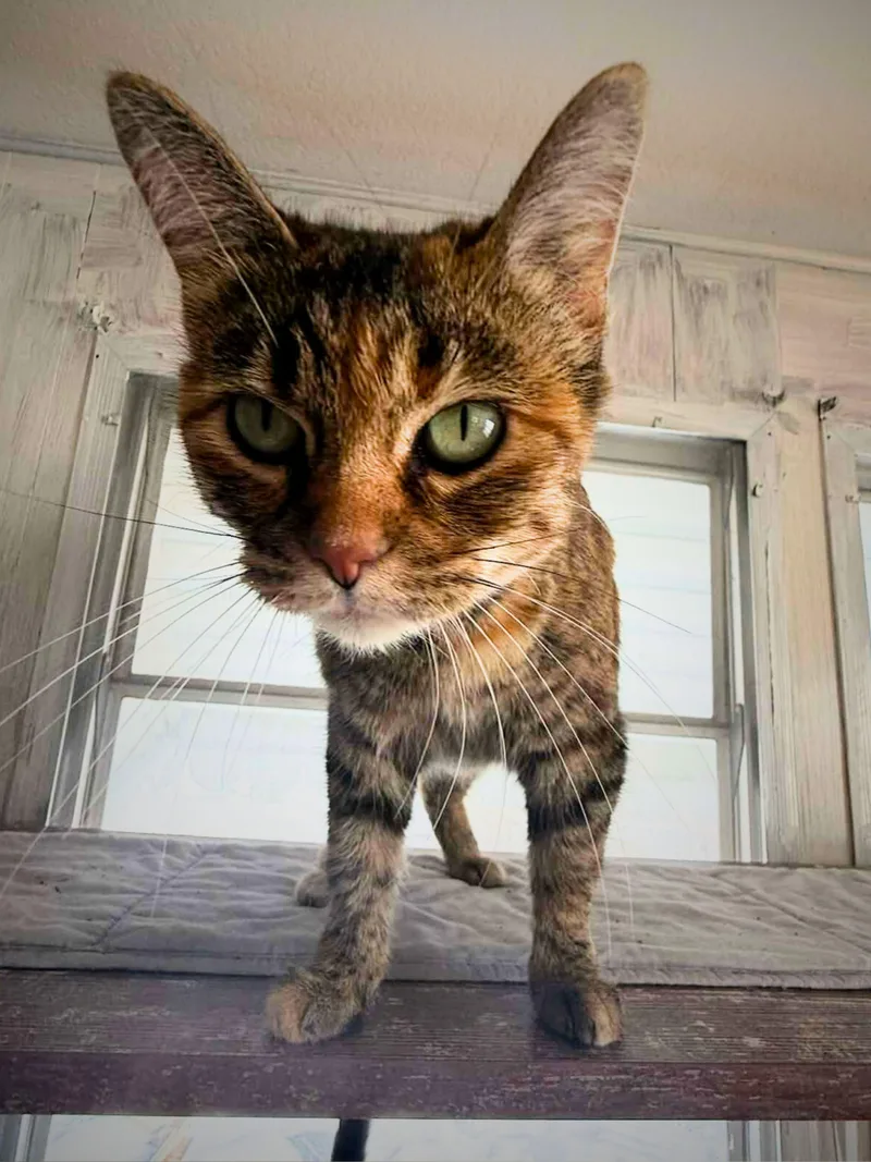 Daisy | Adult | thumbnail 2