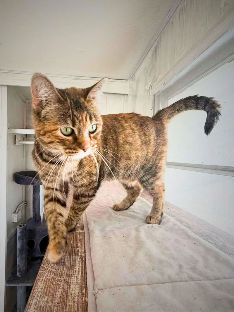 Daisy | Adult | thumbnail 3