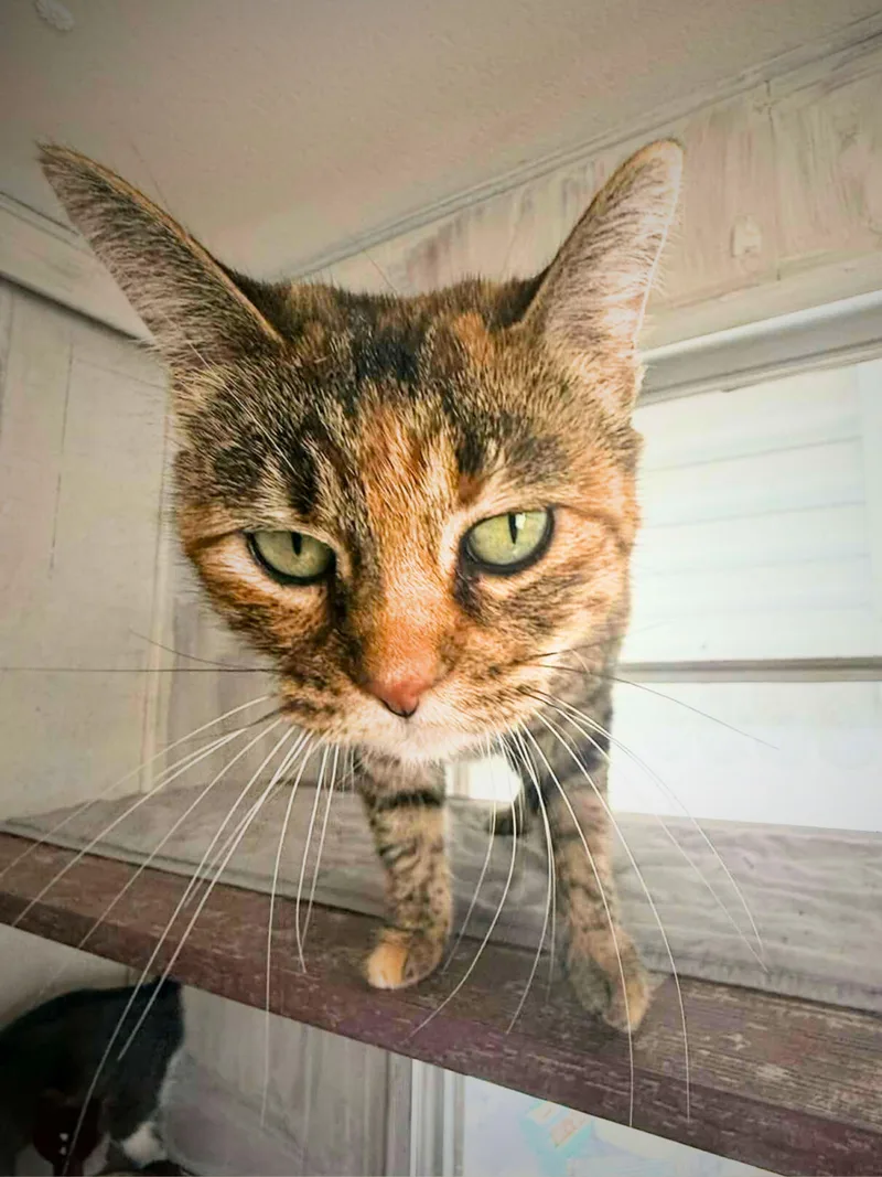 Daisy | Adult | thumbnail 4