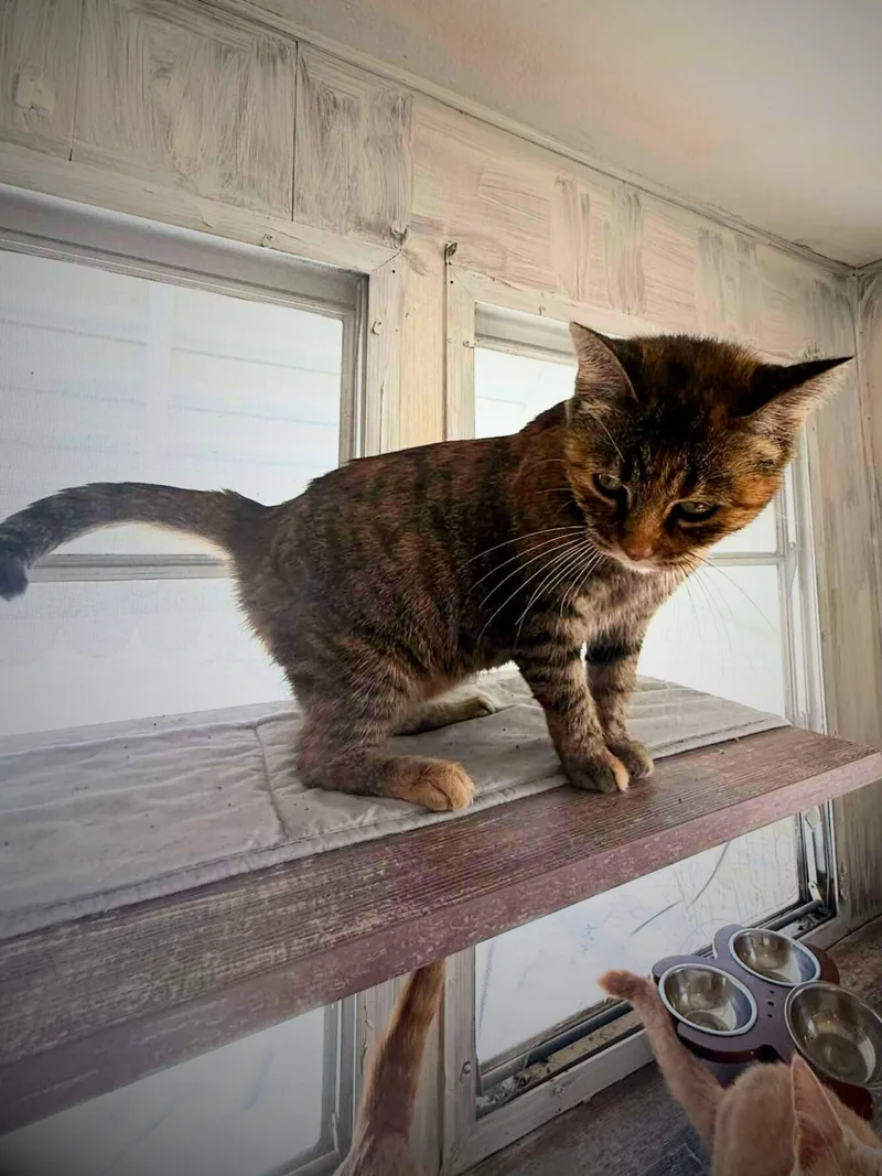 Daisy | Adult | thumbnail 5