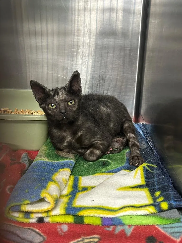 A baby medium-sized male Domestic Short Hair cat named Ian for adoption in Gautier, MS