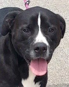 A young large-sized male American Bulldog dog named Waylon for adoption in Carrollton, GA