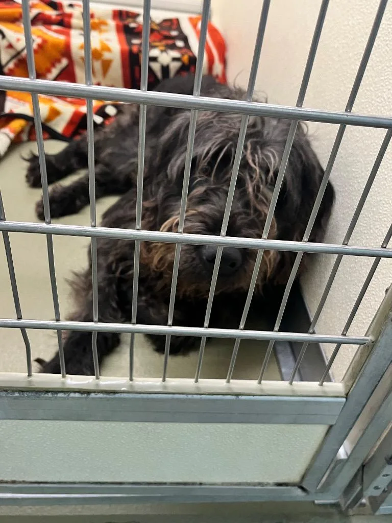 A young large-sized female Mixed Breed dog named Maddy for adoption in Columbia, TN