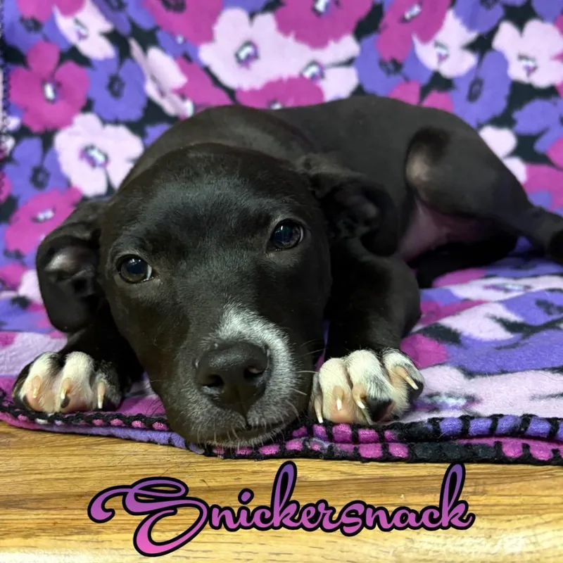 A baby medium-sized female Pit Bull Terrier dog named Snickersnack for adoption in Hillsboro, OH