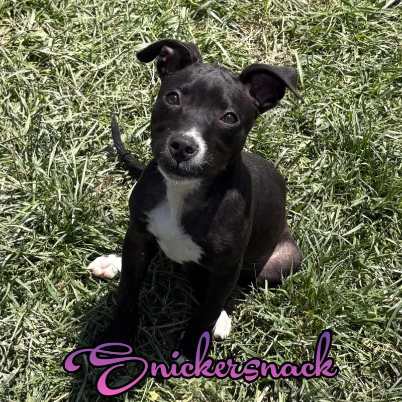 Snickersnack thumbnail 2