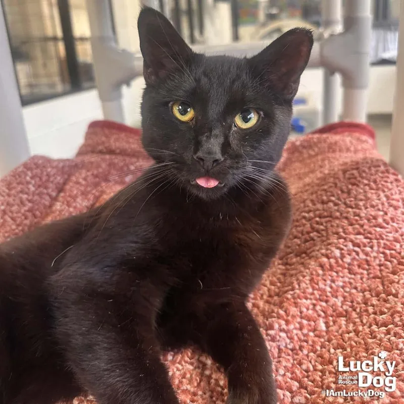 An adult medium-sized male Black Domestic Short Hair cat named Bear for adoption in Washington, DC
