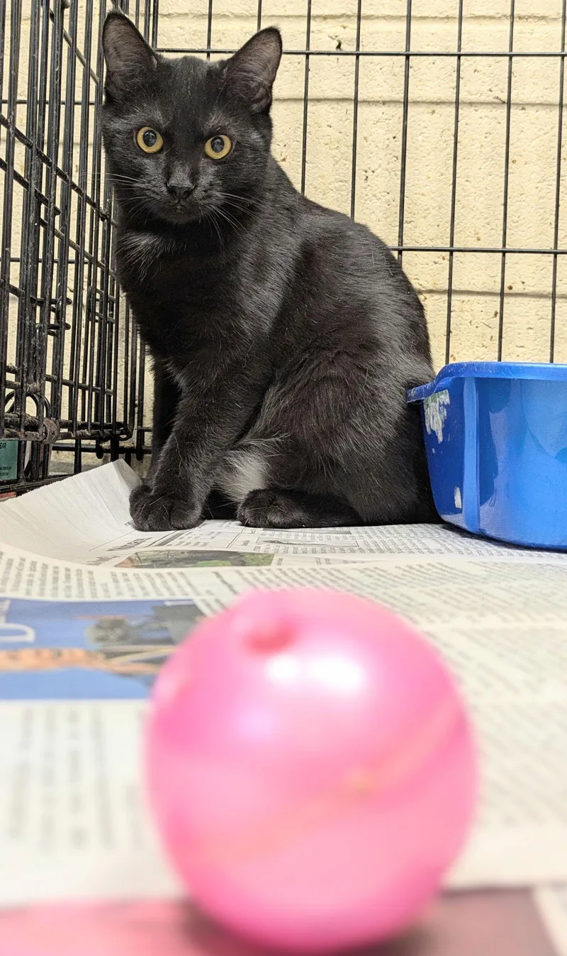 A young medium-sized female Domestic Short Hair cat named Athena for adoption in Apollo, PA