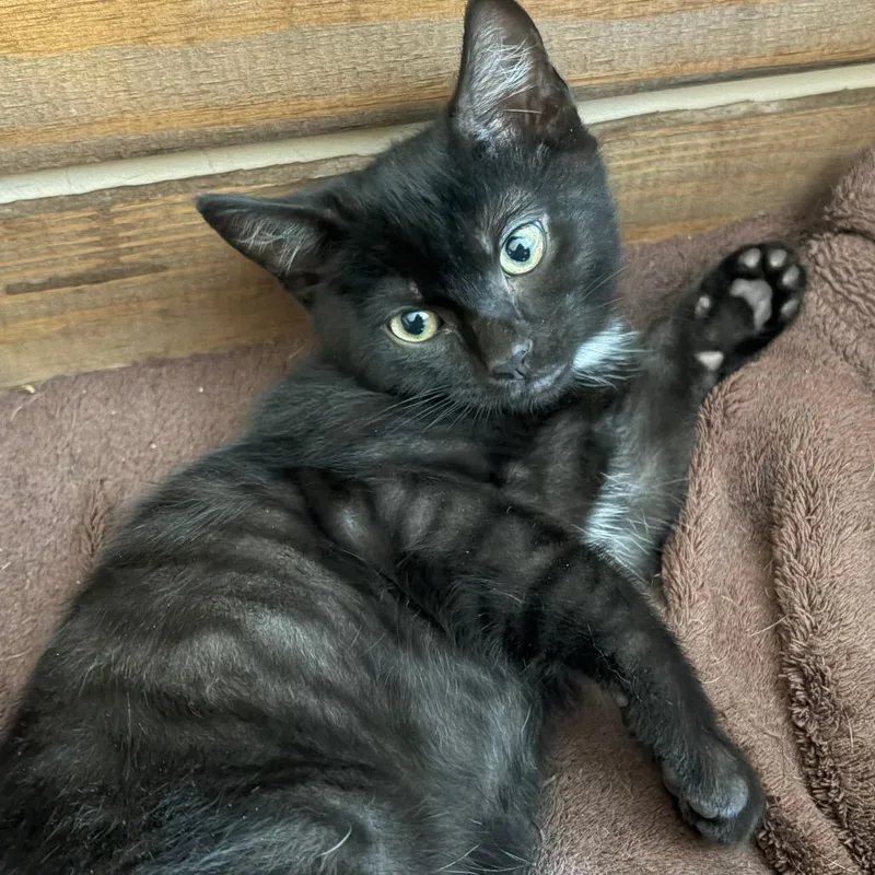 A baby small-sized male Black Domestic Short Hair cat named Buddy for adoption in Hopkinton, MA