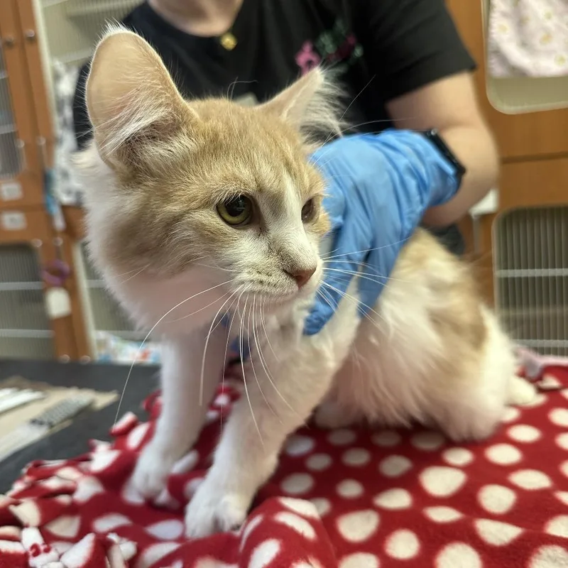 A young medium-sized female Domestic Long Hair cat named Tully for adoption in Murray, UT