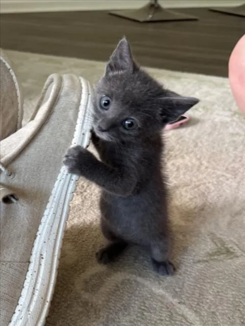 A baby small-sized male Domestic Short Hair cat named Dobby for adoption in Chapel Hill, NC