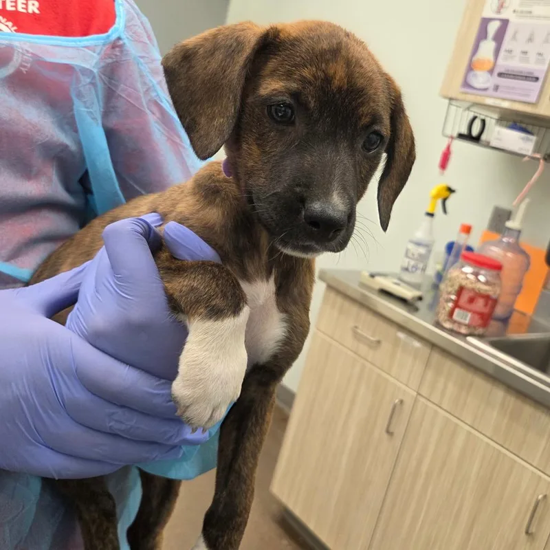 A baby small-sized female Brindle Hound dog named Santos for adoption in Chattanooga, TN