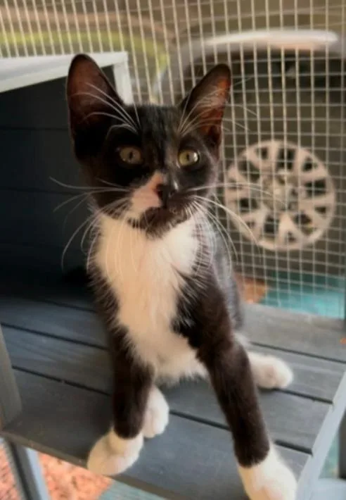 A baby medium-sized male Black & White / Tuxedo Tuxedo cat named Nicholas for adoption in Warr Acres, OK