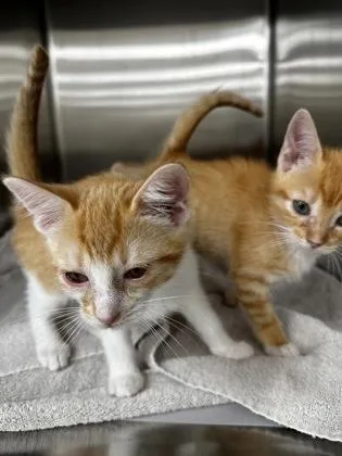 A baby small-sized female Domestic Short Hair cat named Peaches for adoption in Westland, MI