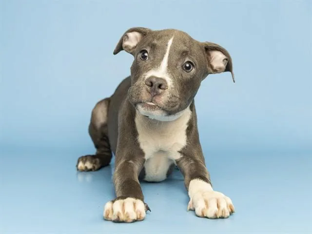 A baby small-sized female Pit Bull Terrier dog named Jessie for adoption in Phoenix, AZ
