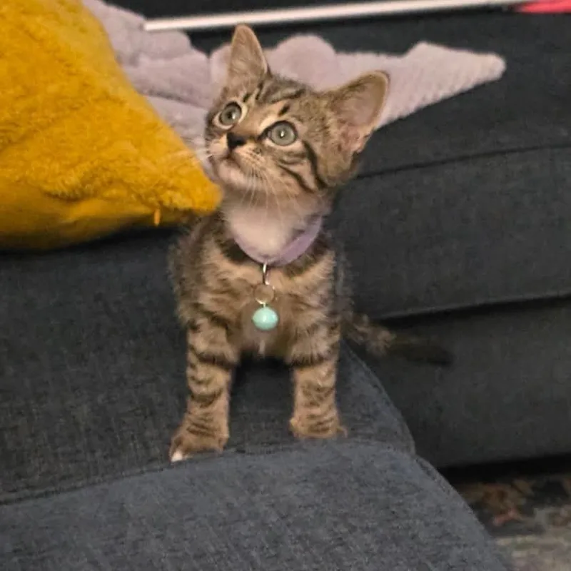 A baby small-sized male Brown / Chocolate Domestic Short Hair cat named Crackle for adoption in Columbus, GA