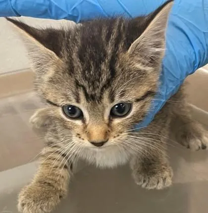 An adult small-sized female Domestic Short Hair cat named Banana Split for adoption in Shreveport, LA