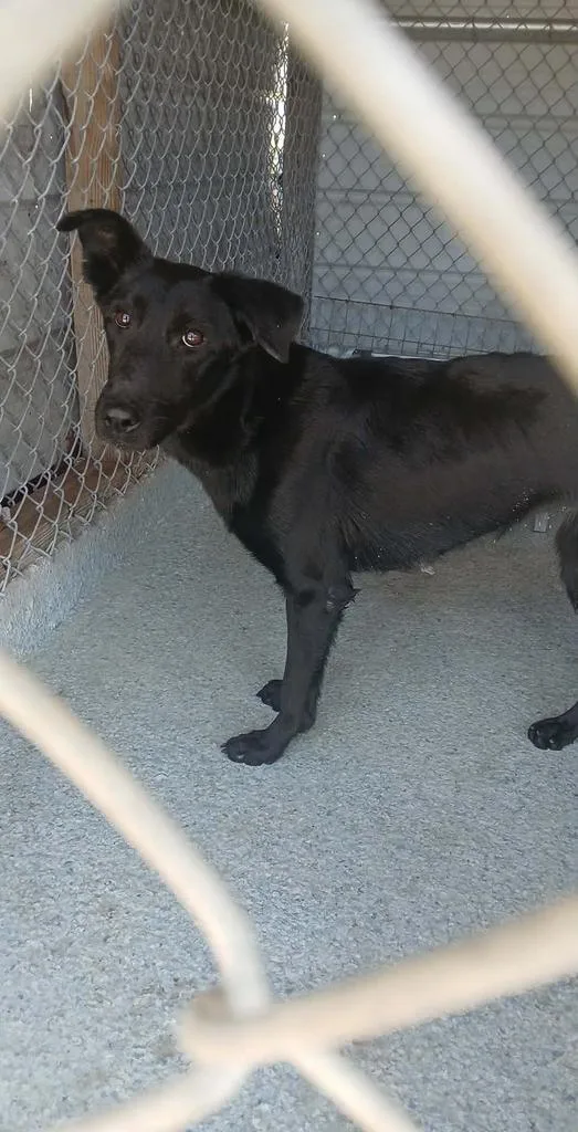 A baby medium-sized female Labrador Retriever dog named Mocha for adoption in Livingston, LA