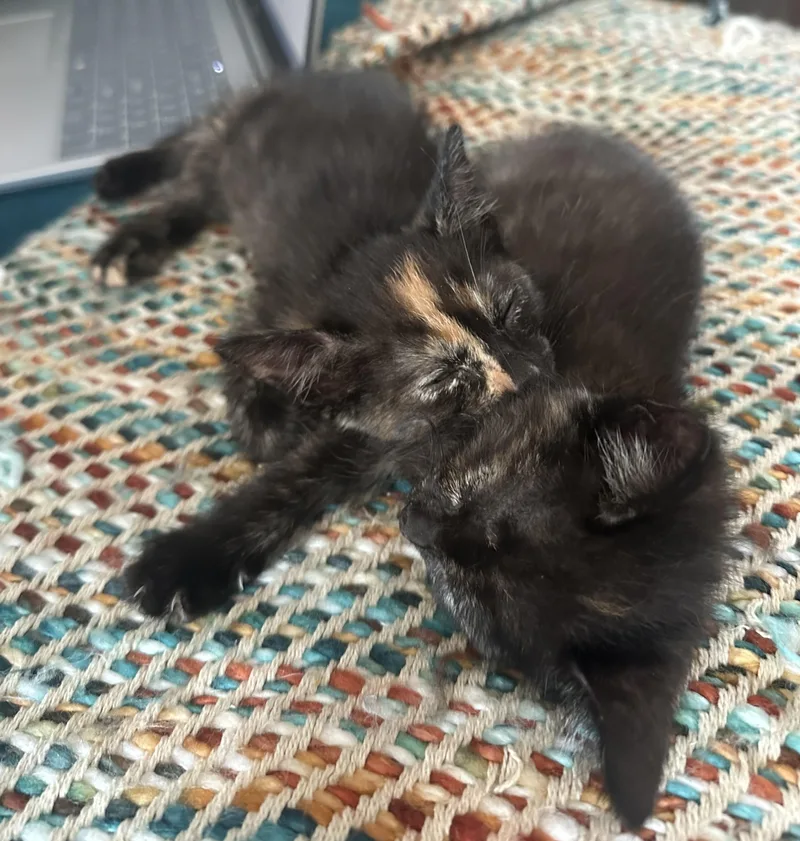 Cinnamon thumbnail 2