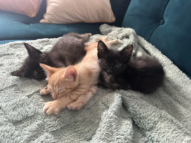 Cinnamon thumbnail 3