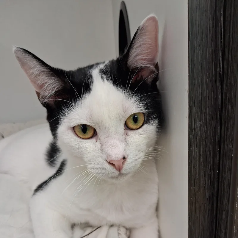 A young medium-sized male Black & White / Tuxedo Domestic Short Hair cat named Knox for adoption in Easley, SC