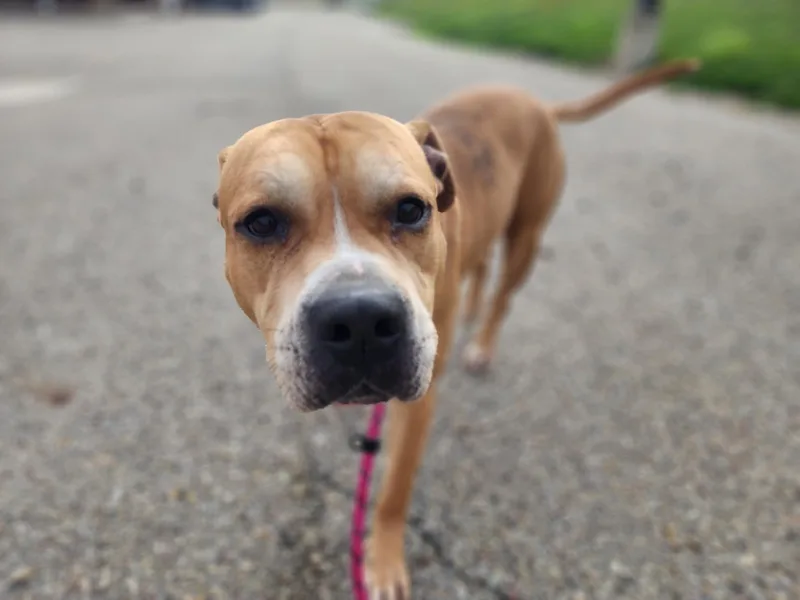 An adult medium-sized male Pit Bull Terrier dog named Melvin for adoption in Youngstown, OH