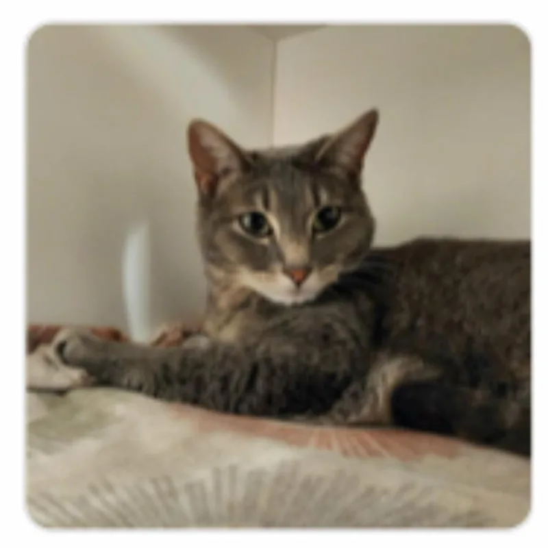 An adult medium-sized female Gray / Blue / Silver Domestic Short Hair cat named Luna Shaw for adoption in Eagle Mountain, UT
