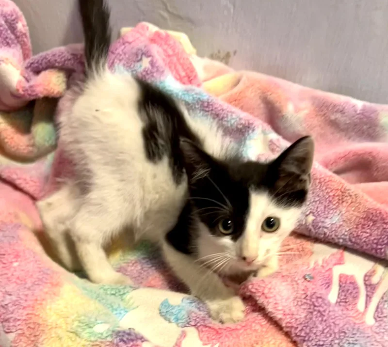A baby small-sized male Black & White / Tuxedo Domestic Short Hair cat named Lionel Messi for adoption in Homestead, FL