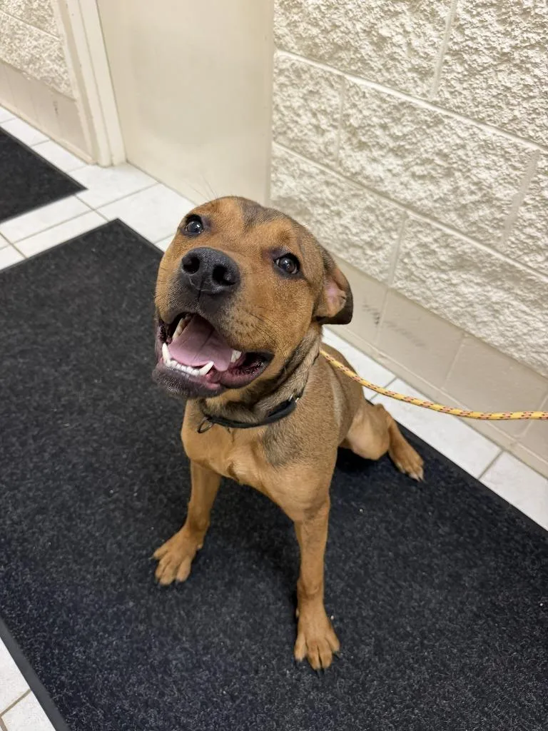 A young large-sized male Pit Bull Terrier dog named Brutus for adoption in Hastings, MI