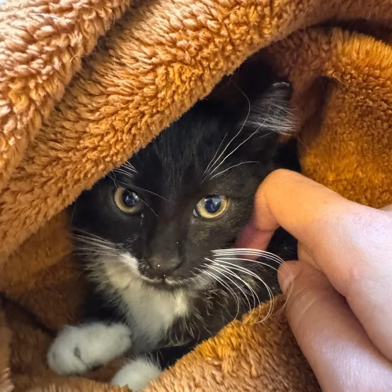 A baby small-sized female Black Domestic Short Hair cat named Ranger for adoption in Durham, NC