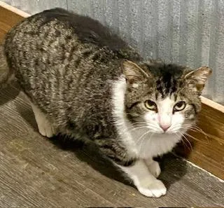 Lil Man Patrick thumbnail 3