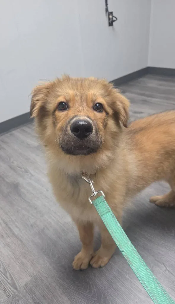 A baby medium-sized female Mixed Breed dog named Queenie for adoption in Fond Du Lac, WI