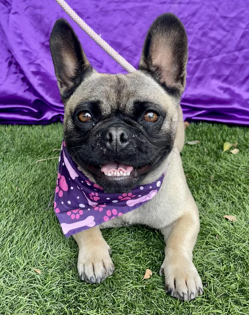 A young small-sized female Apricot / Beige French Bulldog dog named Thelma for adoption in Rowland Heights, CA