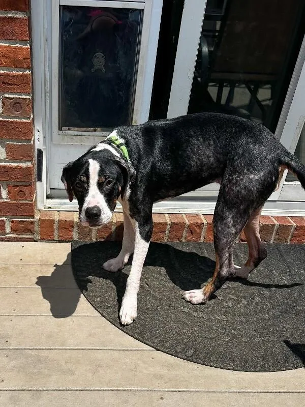 A young medium-sized female Black Mixed Breed dog named Merula for adoption in Cincinnati, OH