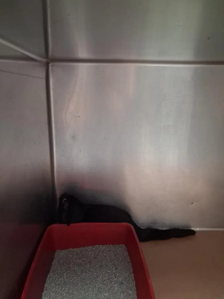 A baby small-sized male Domestic Short Hair cat named Tamale for adoption in Cartersville , GA