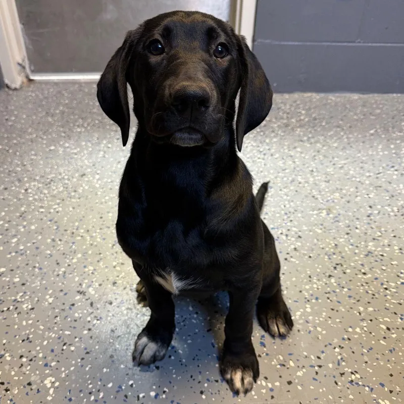 A baby medium-sized female Black Labrador Retriever dog named Maggie for adoption in Buffalo, MN