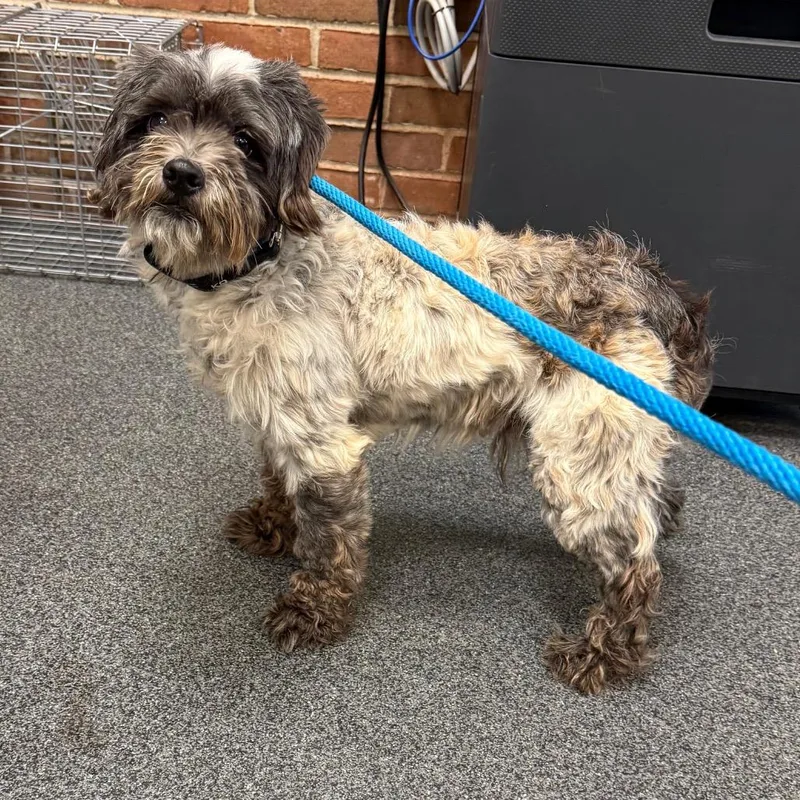 An adult small-sized male Brown / Chocolate Mixed Breed dog named Micah for adoption in Allentown, PA