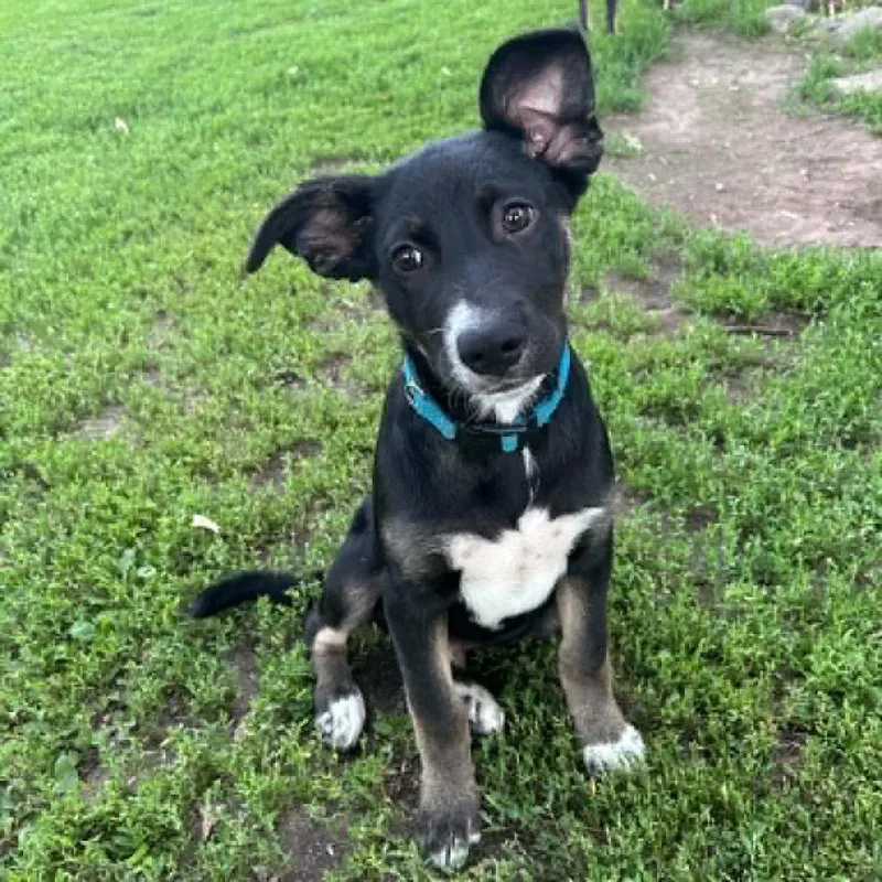 A baby small-sized male Black Mixed Breed dog named Deinonychus for adoption in Buffalo, MN