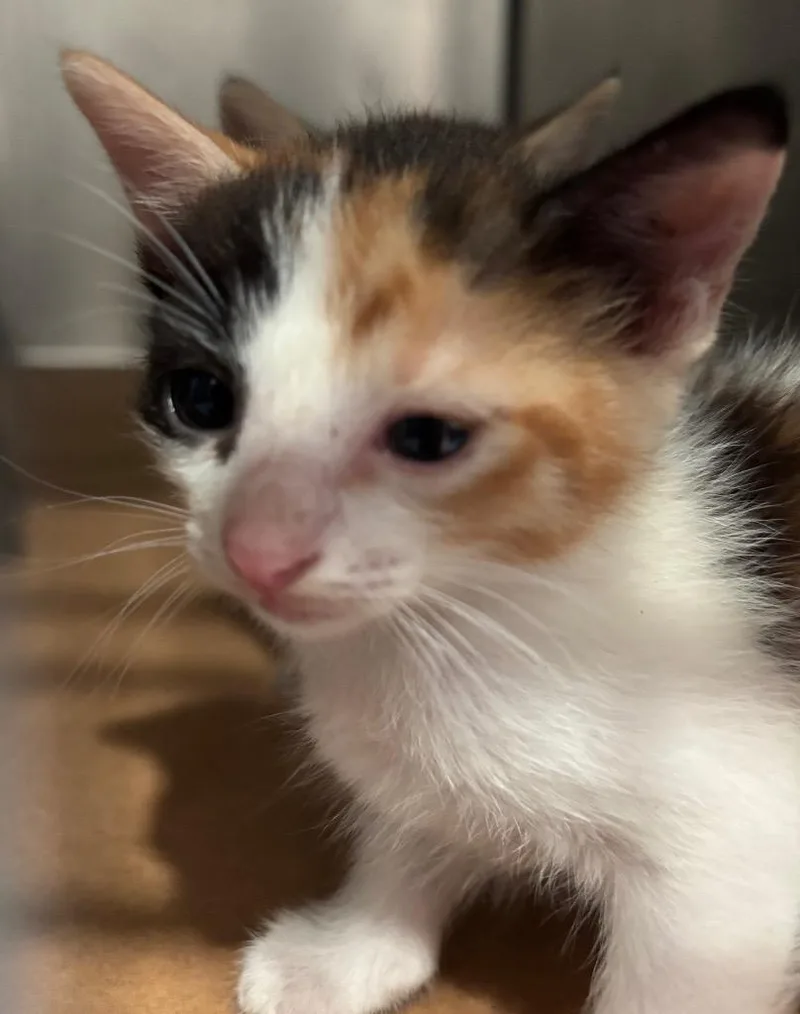 A baby small-sized female Domestic Short Hair cat named Lock for adoption in Cartersville , GA