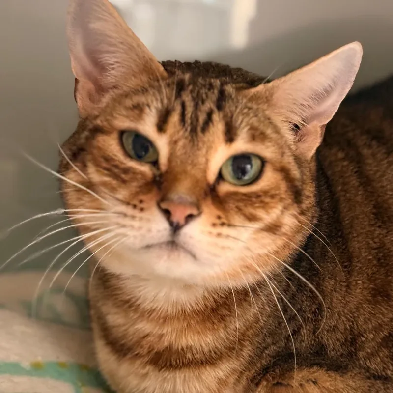 A senior large-sized female Domestic Short Hair cat named Chilli for adoption in Cumming, GA