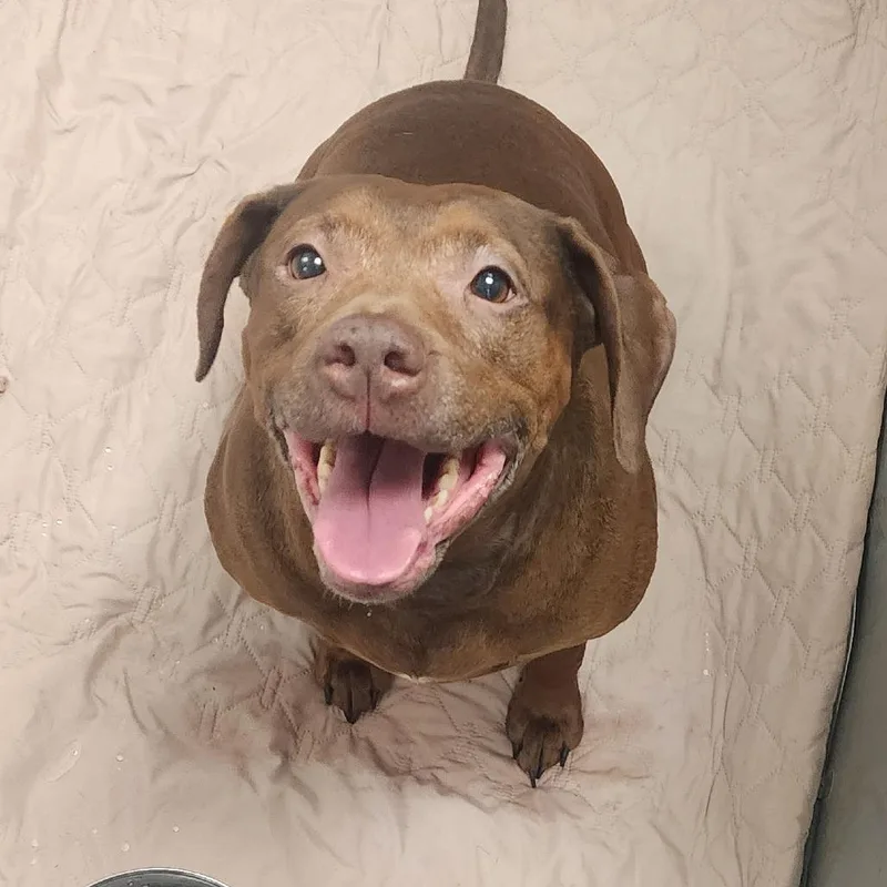 A senior medium-sized female Brown / Chocolate Chocolate Labrador Retriever dog named Gemini for adoption in Greenville, SC