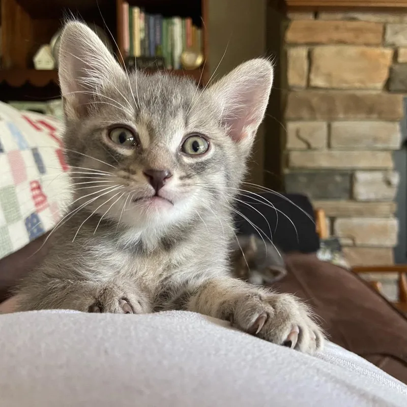 A baby small-sized male Gray / Blue / Silver Domestic Short Hair cat named Tommy for adoption in Columbus, NC