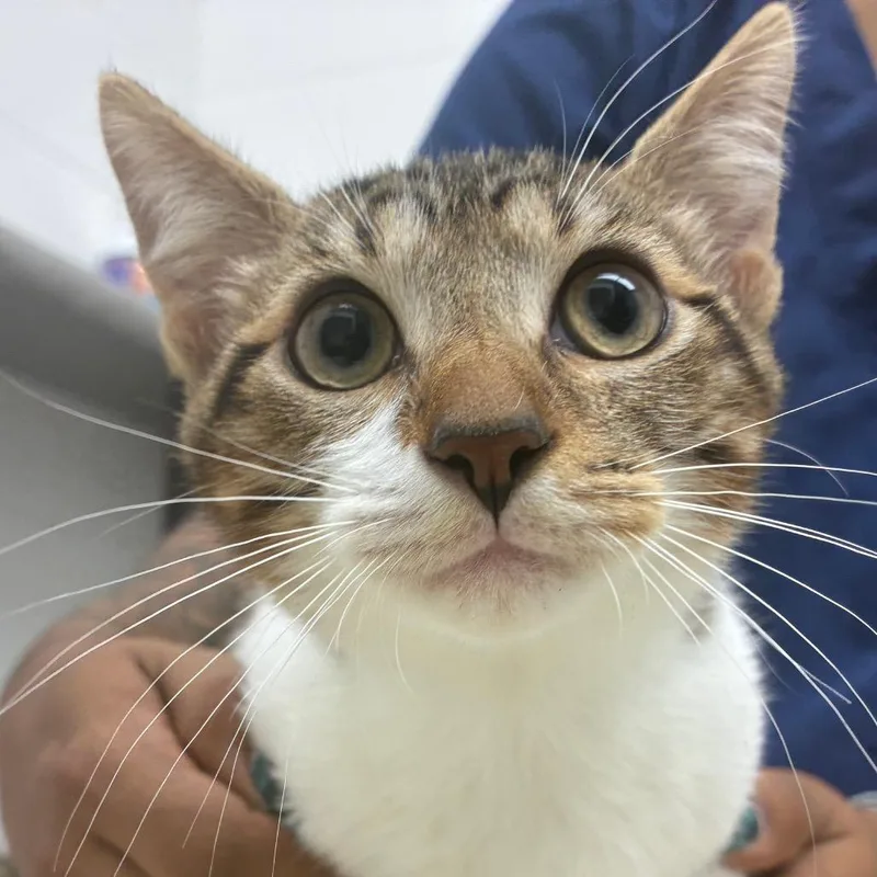 A baby small-sized male Brown / Chocolate Domestic Short Hair cat named Aiden for adoption in Corpus Christi, TX