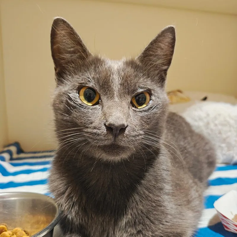 An adult medium-sized male Gray / Blue / Silver Domestic Short Hair cat named Giuseppe for adoption in Sarasota, FL