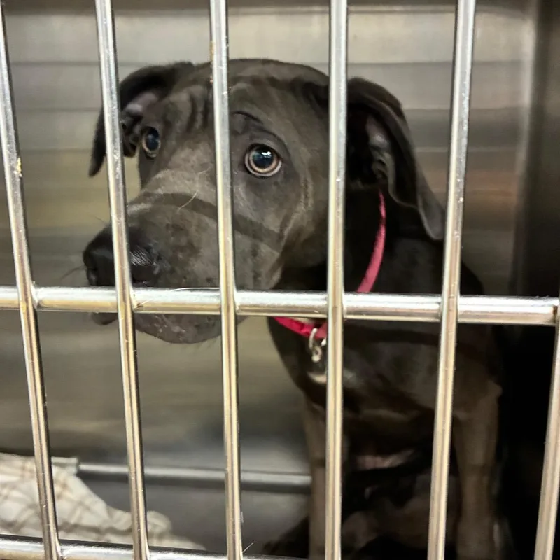 A young medium-sized female Gray / Blue / Silver Shar-Pei dog named Bluebell for adoption in Abilene, TX